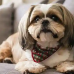 Shih Tzu Price in India